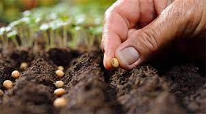 Seed Technology